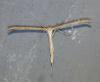Emmelina monodactyla